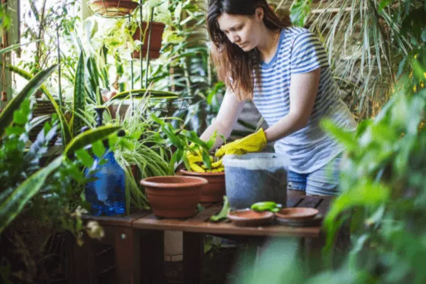 Organização DIY Projetos Simples para seu Jardim